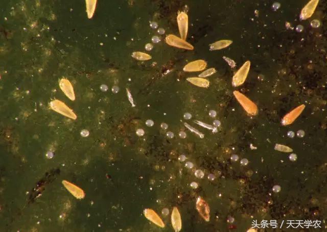 柑橘重点防治锈壁虱红蜘蛛,柑橘红蜘蛛与锈壁虱是螨类吗