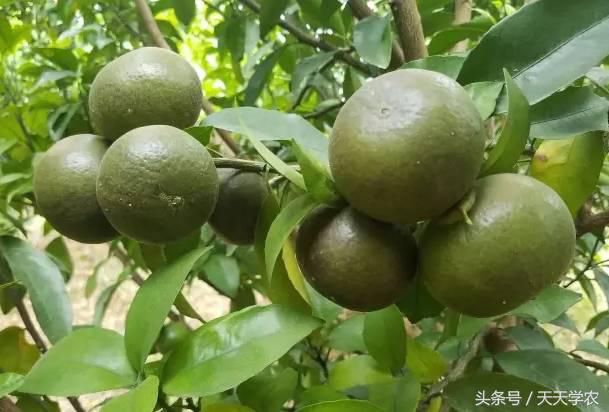 柑橘锈壁虱是螨虫红蜘蛛造成的吗,柑橘红蜘蛛爆发时期