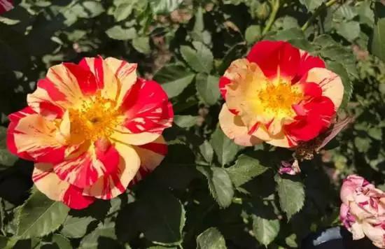 玫瑰月季和月季有区别吗,玫瑰月季如何区别品种图解