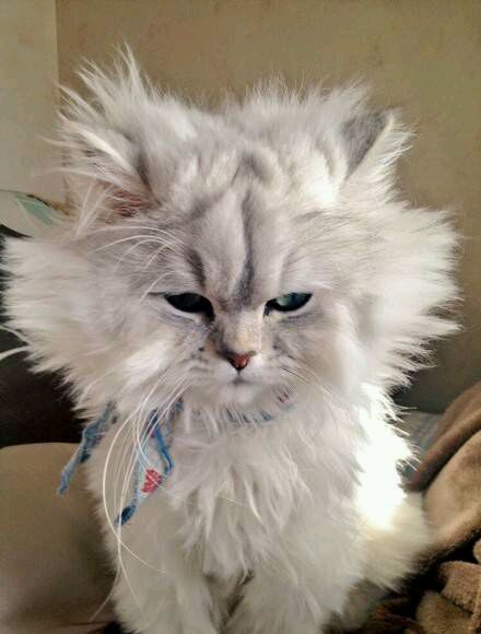 那么多去油去屑防枯草的洗发水,总有一款适合你