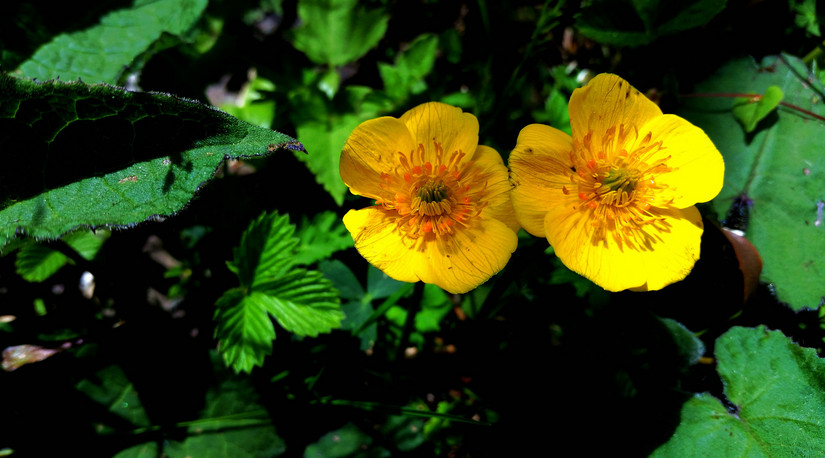 天华山-秦岭梁，又一条风景秀美的一日劲走线路