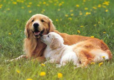 母狗发情期,你准备好应对方法了吗?