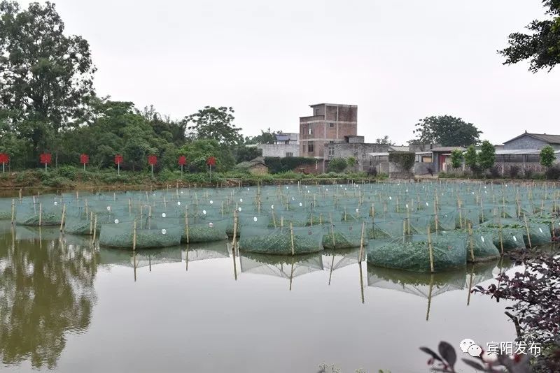 水产养殖大户带动村民致富,水产养殖基地增收