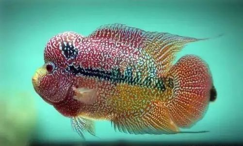 罗汉鱼鱼苗喂养知识大全,如何将多条小罗汉鱼在一个缸饲养