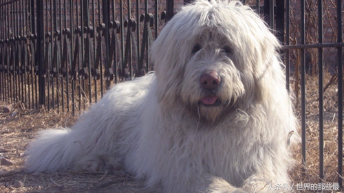 全球十大猛犬排名藏獒只能排第5,十大猛犬藏獒都不是对手