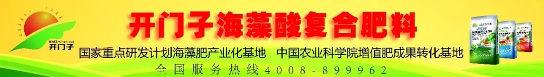 小麦最近发黄是什么原因造成,多地小麦出现发黄枯死现象