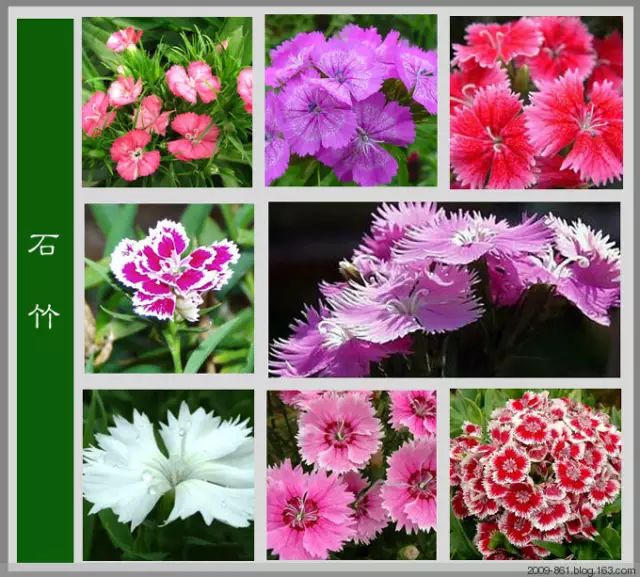 最全花品种,史上最简单的十种花