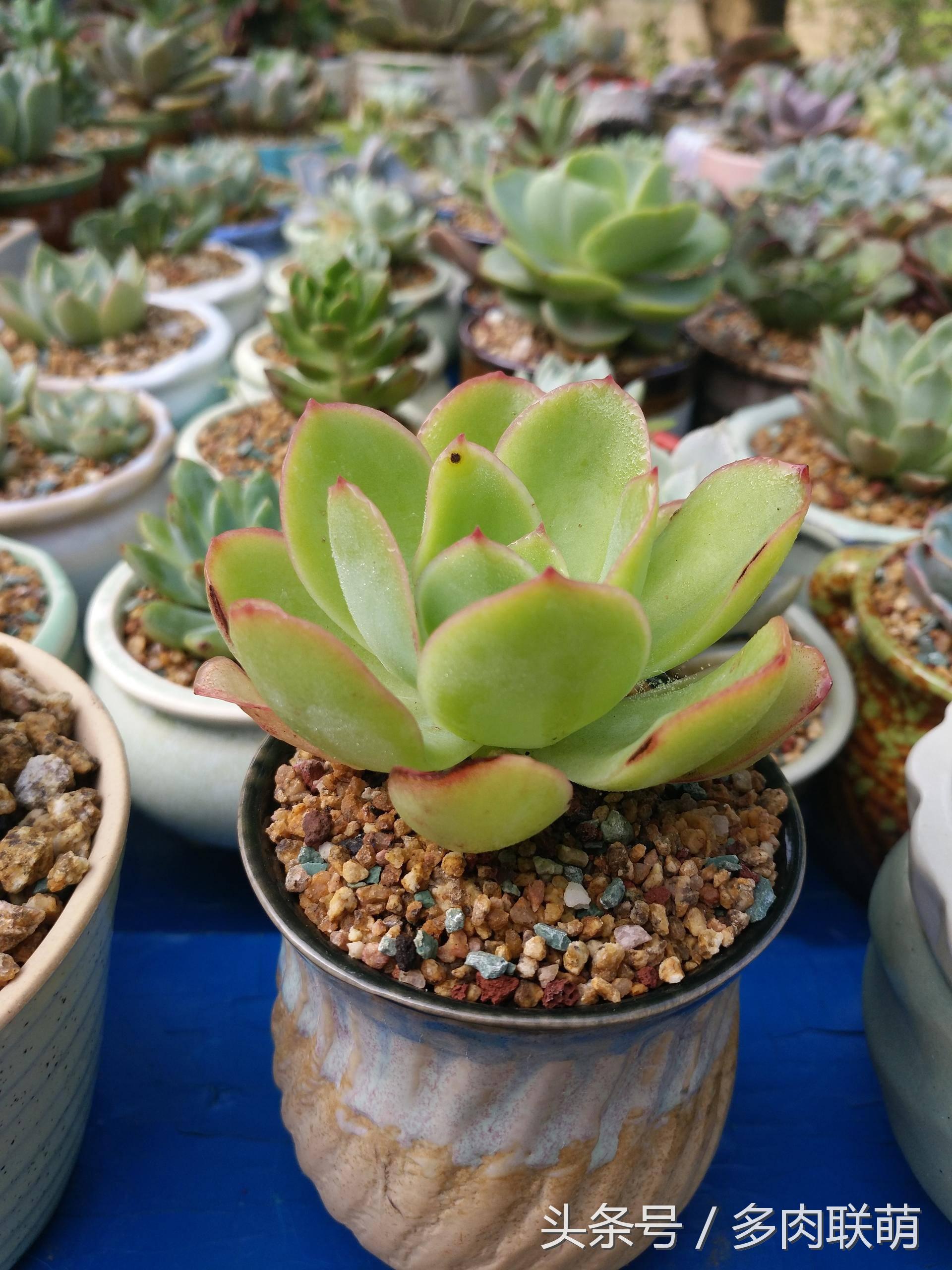 满园春色留不住下一句,满园春色留不住来自哪首古诗