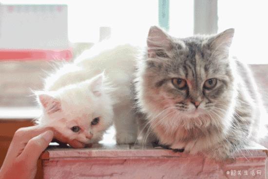 喂！妖妖灵吗？韶关这条巷子内有人聚众吸猫！已经有人沦陷了……