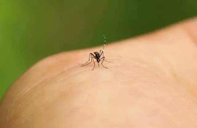 天热了怎么有效驱蚊子,天热驱蚊虫方法