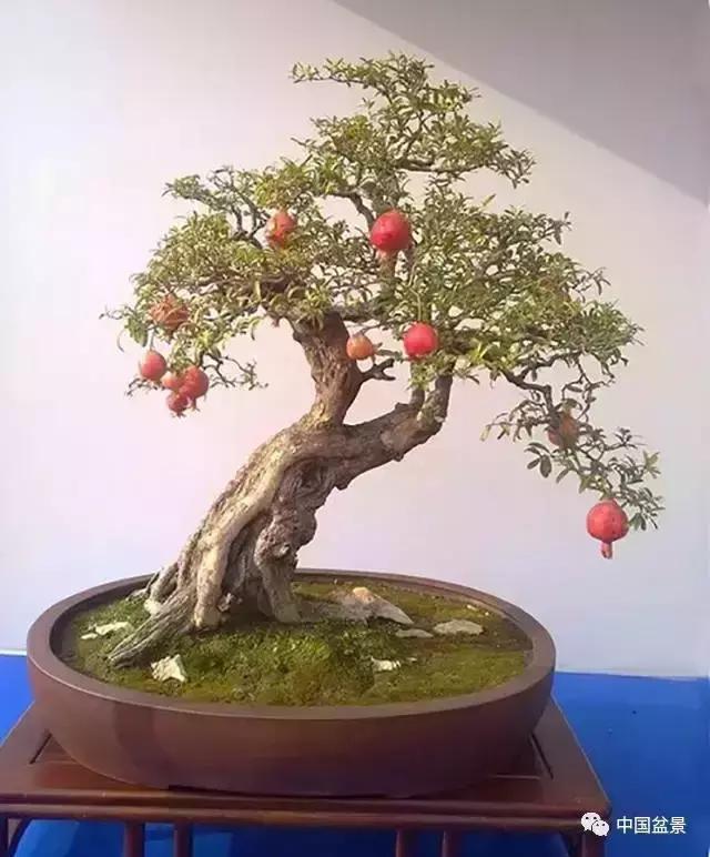 一本双杆式映山红盆景,一本双杆黄杨盆景制作全过程