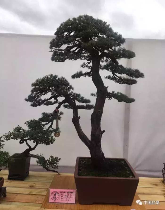 一本双杆式映山红盆景,一本双杆黄杨盆景制作全过程