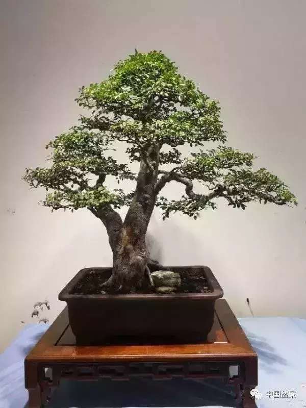 一本双杆式映山红盆景,一本双杆黄杨盆景制作全过程