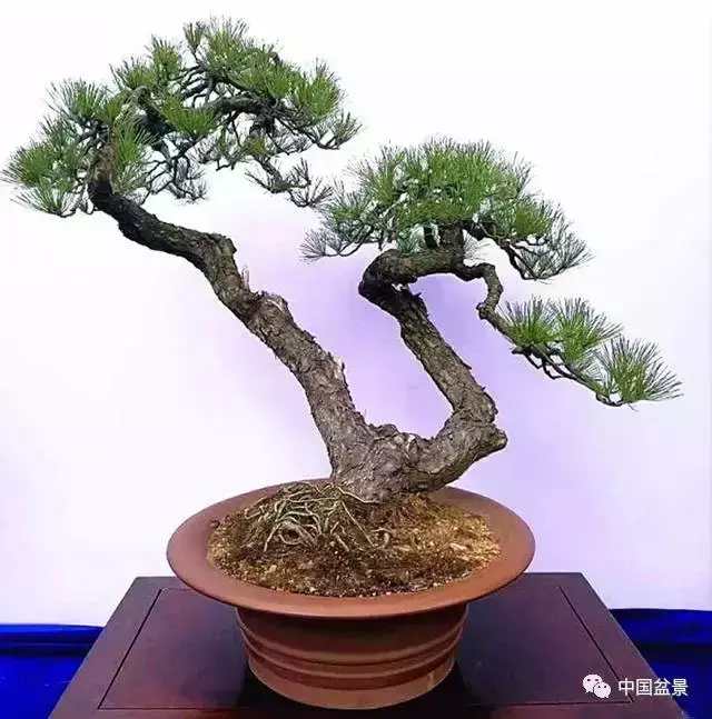 一本双杆式映山红盆景,一本双杆黄杨盆景制作全过程