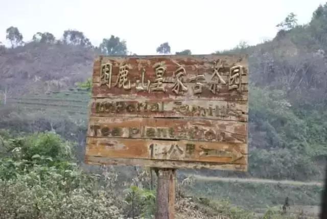 困鹿山皇家古茶园图片,普洱困鹿山皇家古茶园中的茶王树