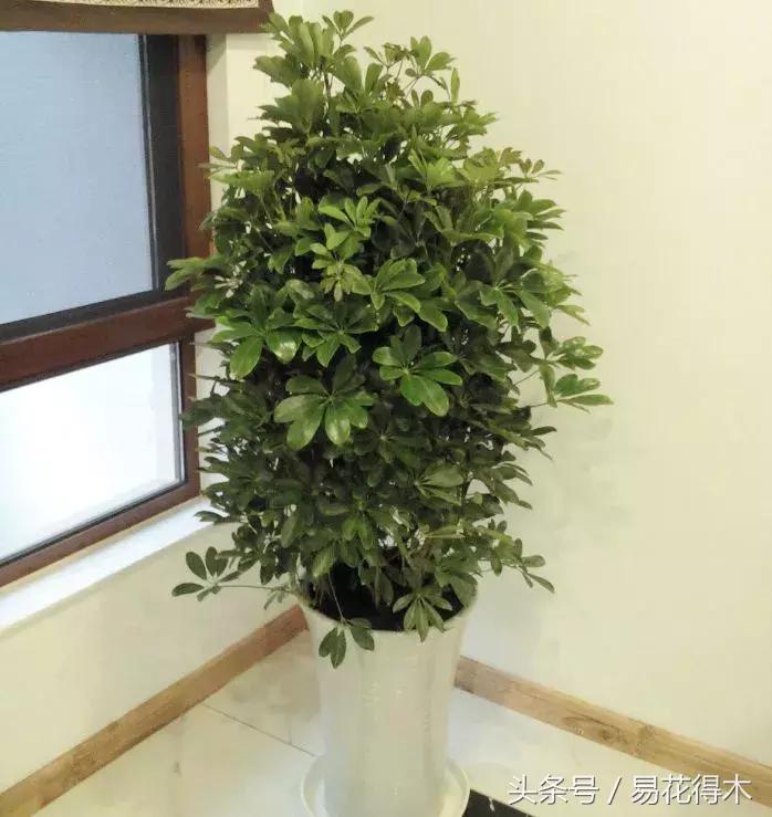 鹅掌柴和鸭脚木的区别,鹅掌柴养护