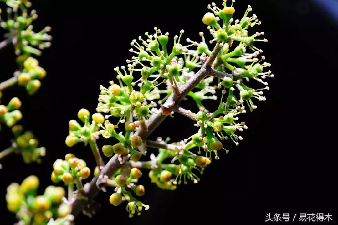 鹅掌柴种植与养护知识,鹅掌柴和鸭脚木的区别