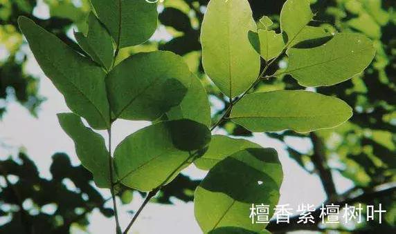 台湾哪里产紫檀,河南哪里产紫檀