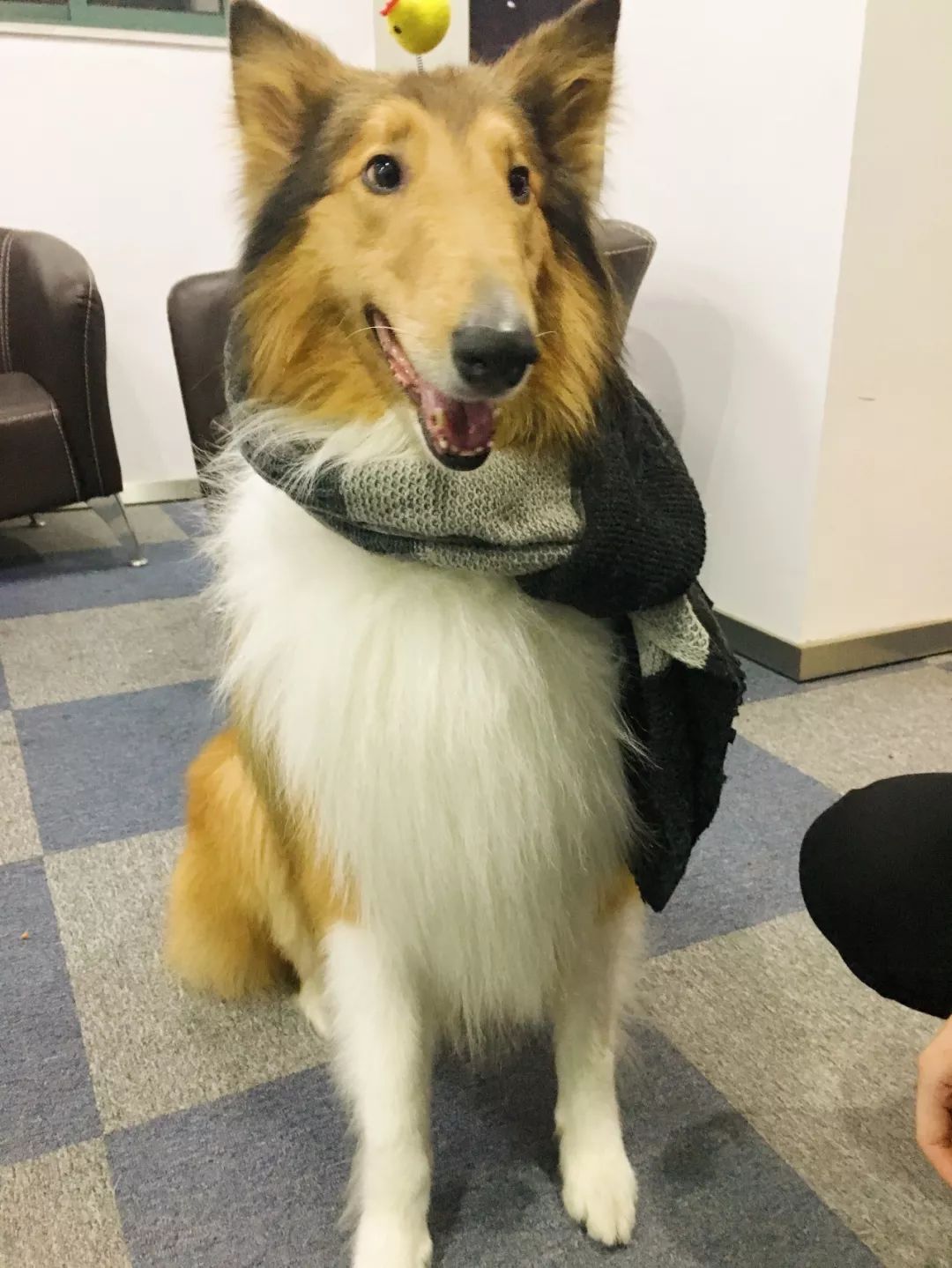 狗狗与气球的友谊,狗狗与气球的故事