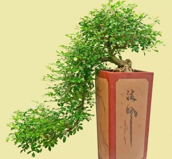 九里香盆景开花可以养在家里吗,九里香盆景和福建茶盆景的区别