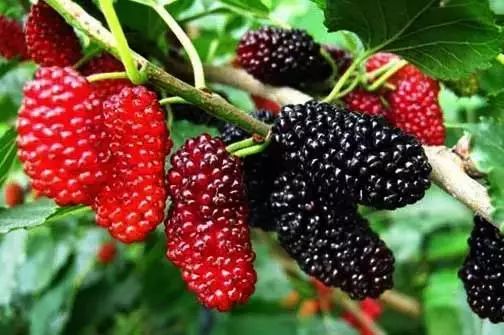 桑葚白果病怎么形成的,桑葚白果病用什么杀菌剂最好