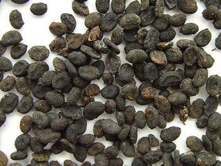 易读错中药名看看你认识几种,这些高雅中药名的真面目你知道吗