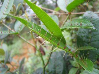 100个好听到爆的中药名,补肾常用中药100名和图片