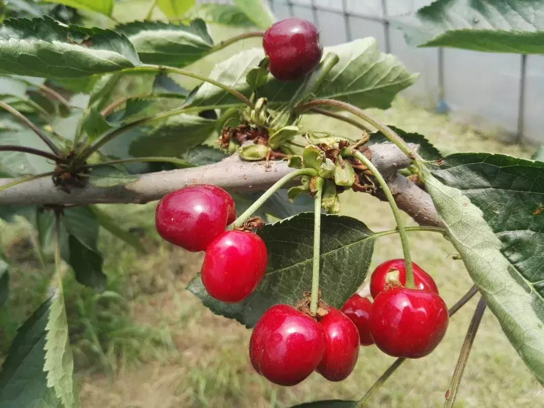 车厘子在国内何时上市,车厘子浙江种出来会结果吗