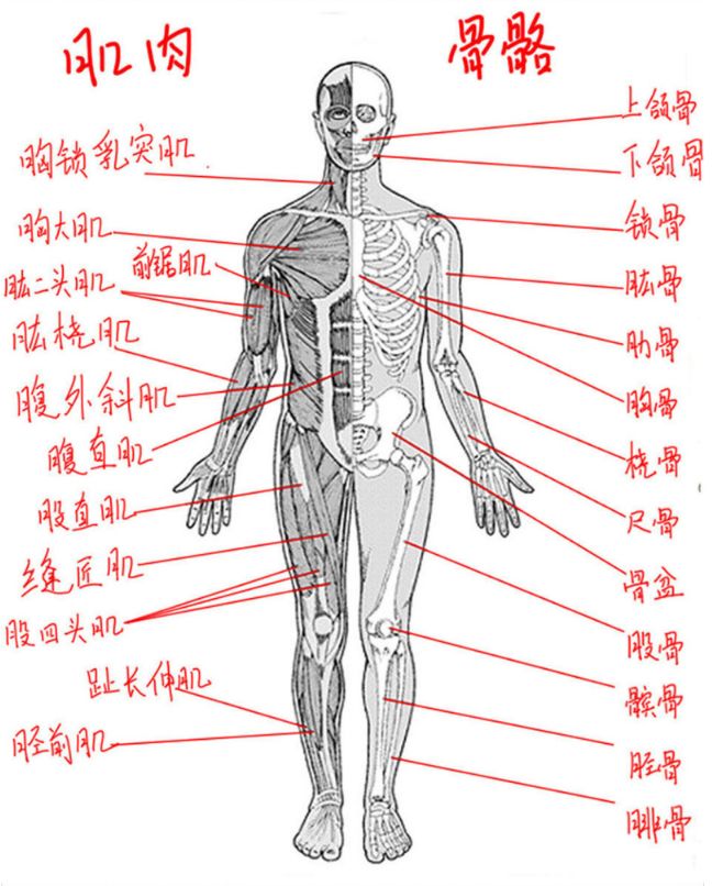 来教你画李小龙,来教你画一个卧蚕