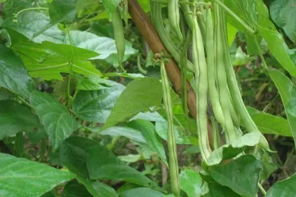 都叫芸苔素内酯，为什么差别那么大？应该正确认识！