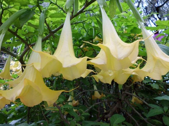 十大不宜乱吃的花,警惕这种花有毒别乱碰别乱吃