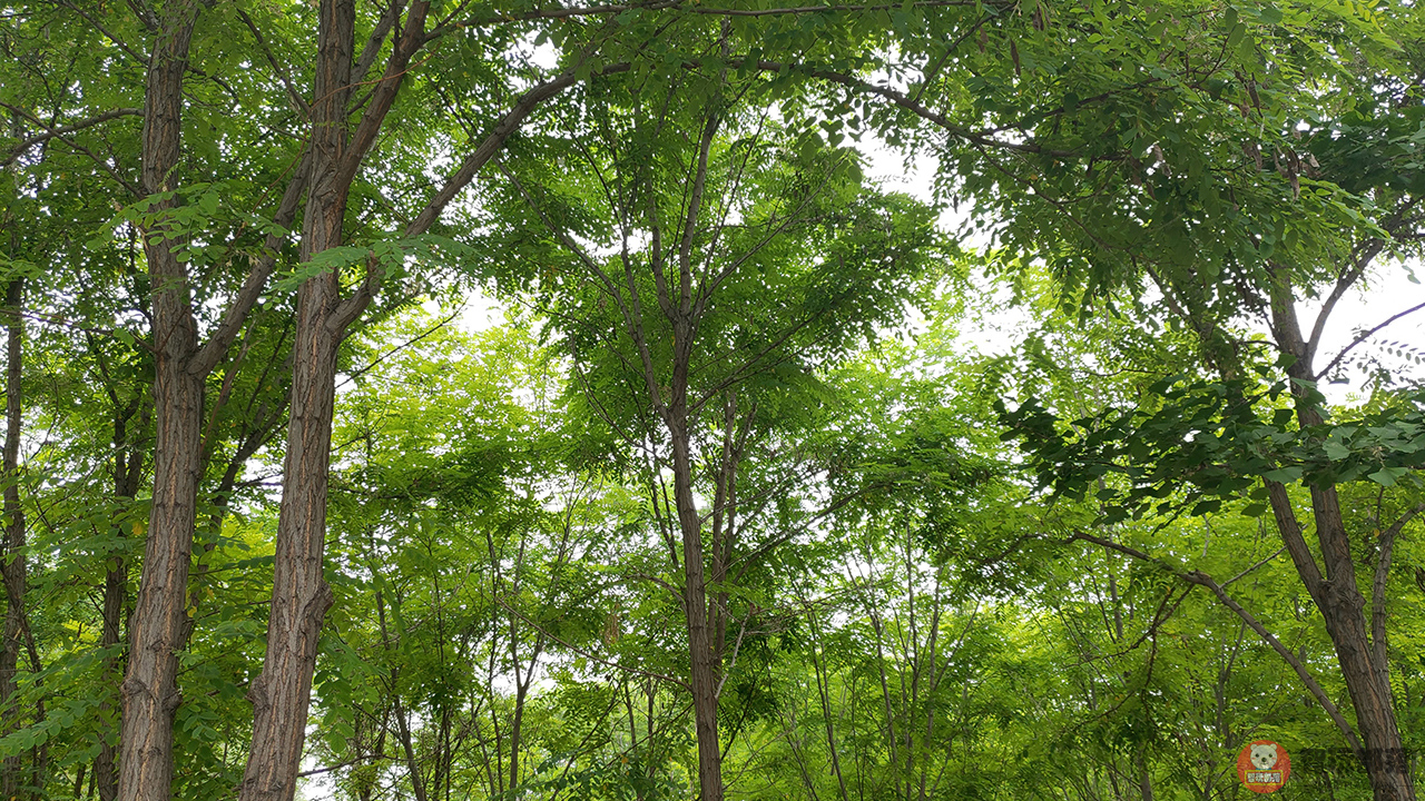 坚果r1客观评价,坚果r1评测爱否科技