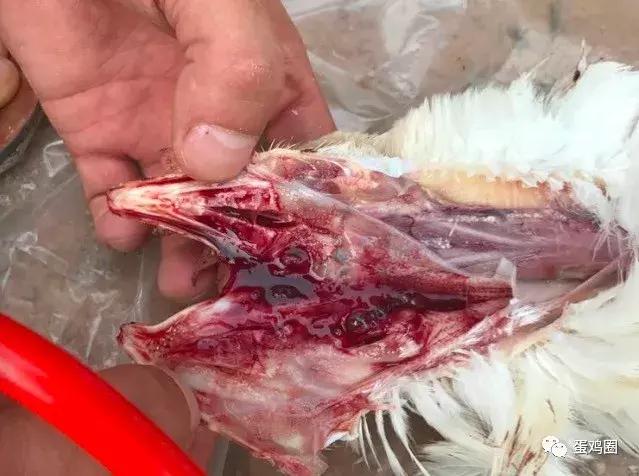 一例蛋鸡场夏秋常见白冠病例(住白细胞原虫病例)分享