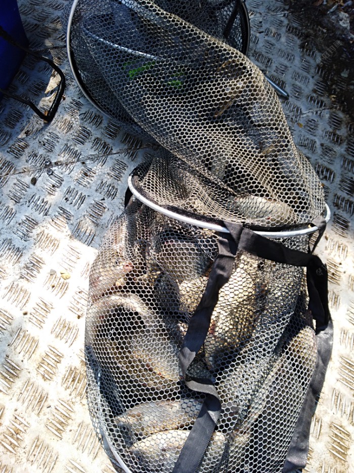 自制专攻野河大鲤饵料,自制白鲫饵料最好