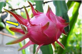 菠萝和火龙果树长什么样,火龙果树照片