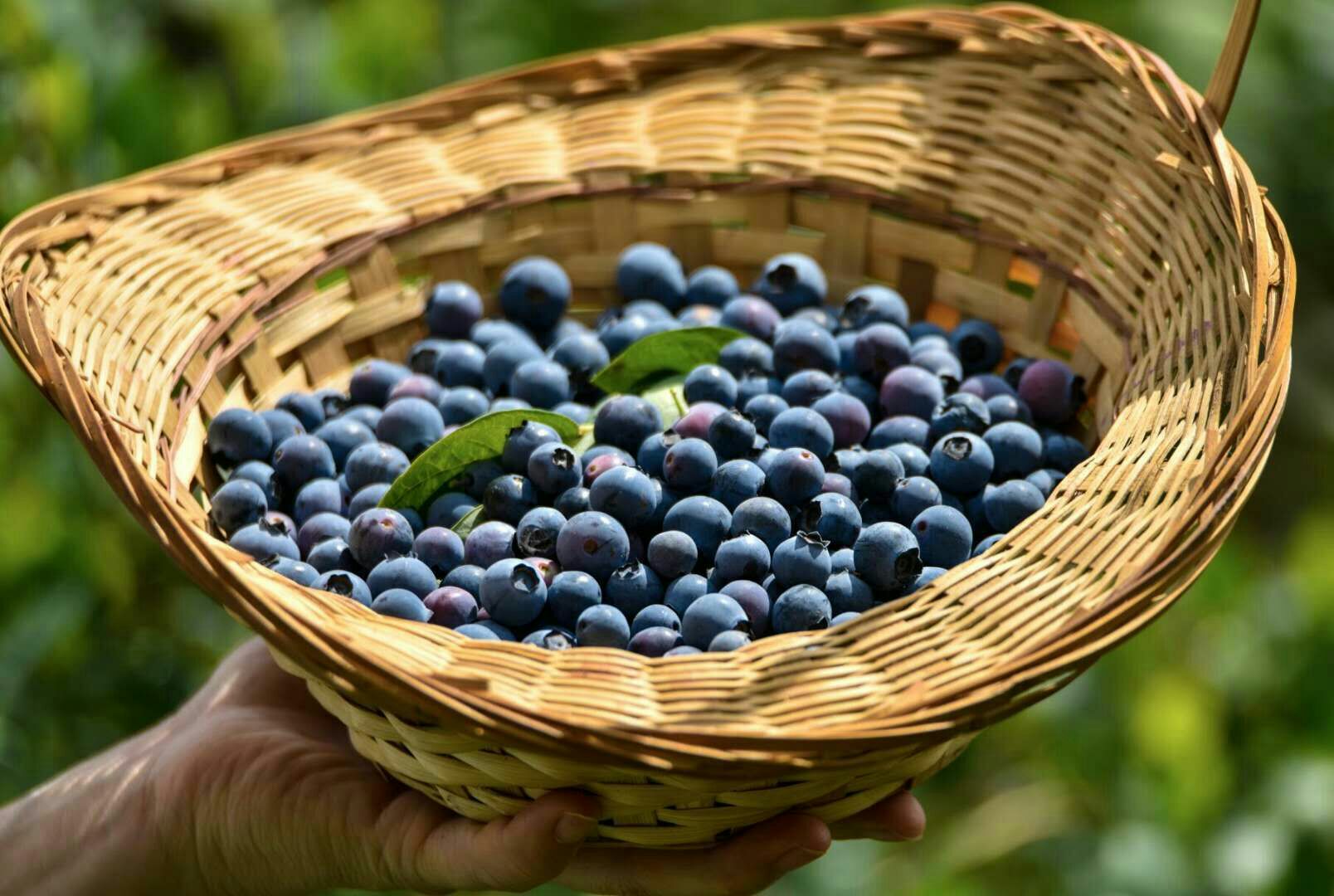蓝莓是著名的什么果,蓝莓特色产品简介