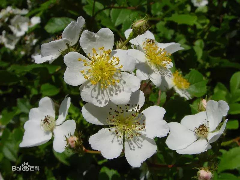 月季玫瑰蔷薇有哪些区别,月季玫瑰蔷薇三者有何区别