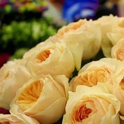 月季玫瑰蔷薇有哪些区别,月季玫瑰蔷薇三者有何区别