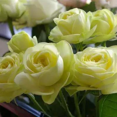 月季玫瑰蔷薇有哪些区别,月季玫瑰蔷薇三者有何区别