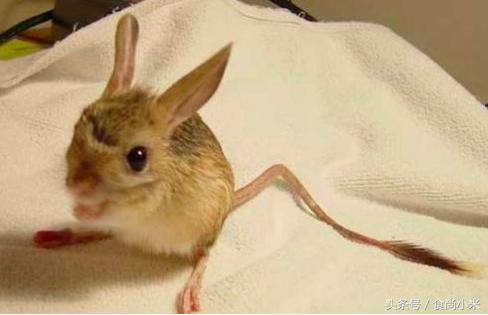 五大“牢底坐穿兽”谁见过三个我吃翔！专家：看到它们赶紧跑！