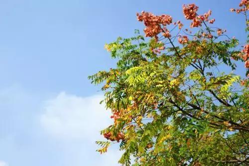 植树造林绿化方案,造林绿化相关标准