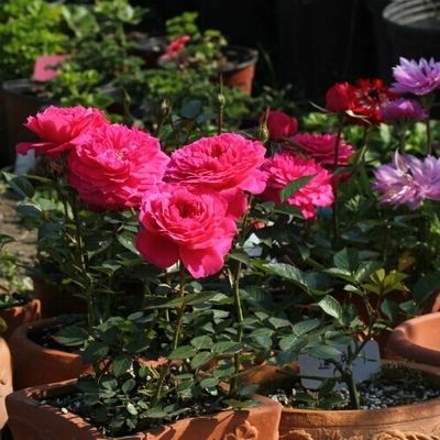 什么盆栽甲醛少好养的,养不死的小盆栽净化空气