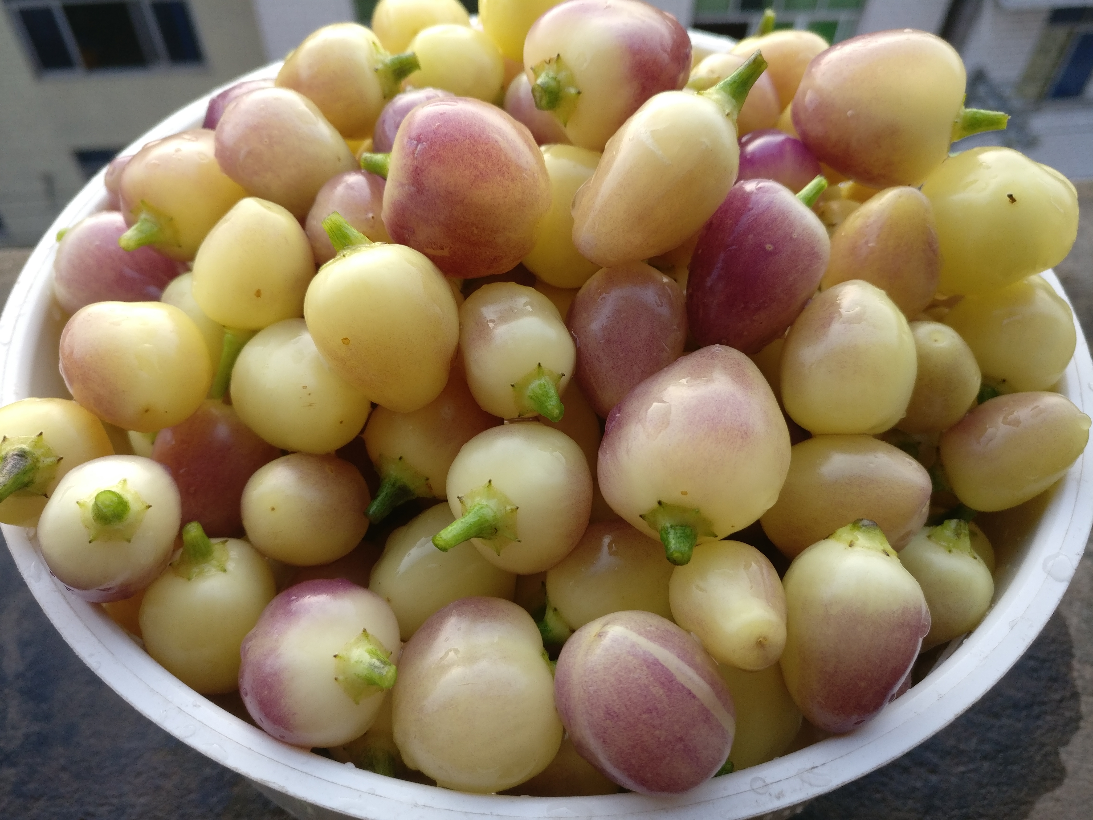 七彩椒泡椒制作方法小视频,七彩椒怎么做好吃家常