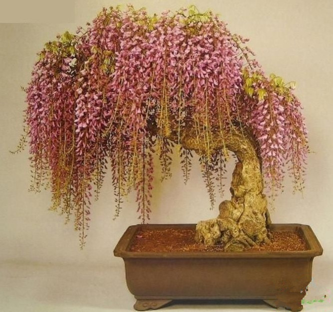 紫藤盆景的养殖方法和注意事项,紫藤盆景怎么养护和管理方法