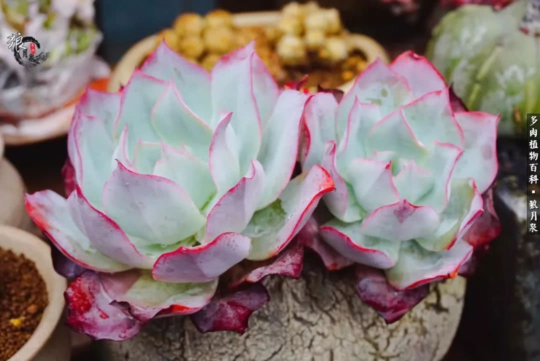 多肉度夏的前期准备,多肉度夏前杀菌