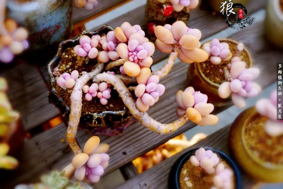 多肉度夏的前期准备,多肉度夏前杀菌