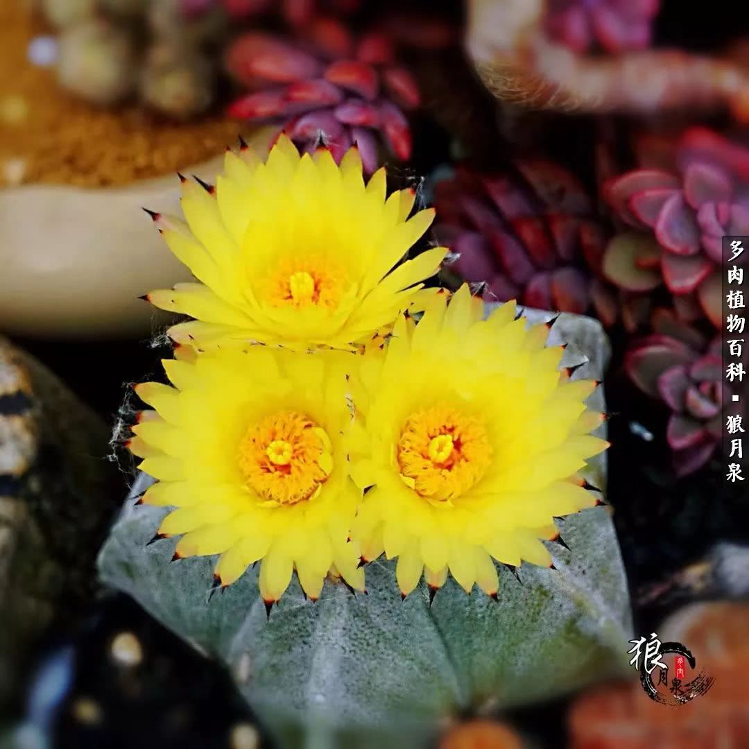 多肉度夏的前期准备,多肉度夏前杀菌