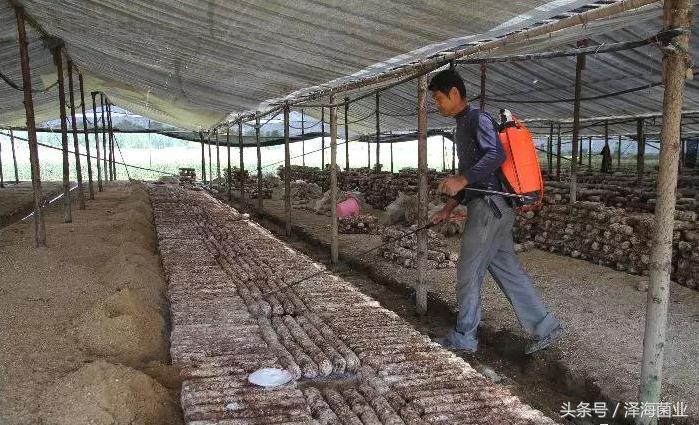 种菇能赚钱吗,种食用菌赚钱吗