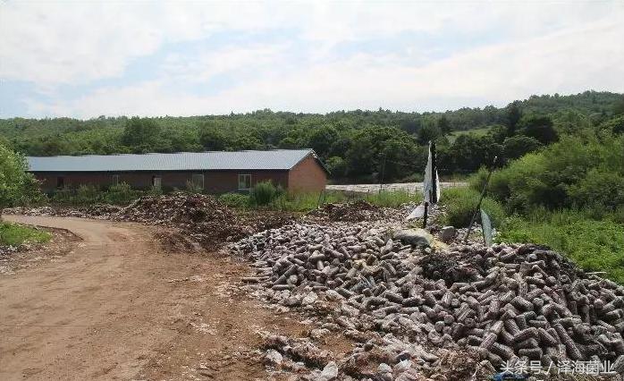 种菇能赚钱吗,种食用菌赚钱吗