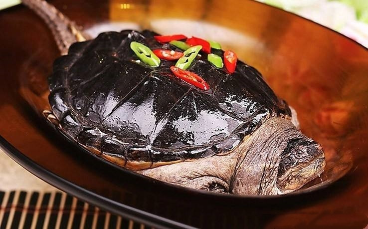 鳄龟科普视频之鳄龟可以放生吗,鳄龟为什么不能放生不能吃